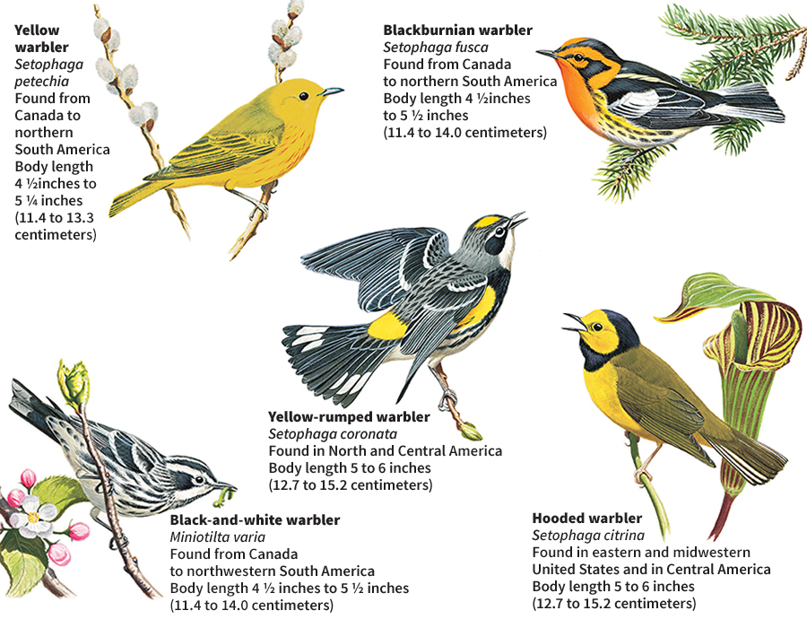 Some kinds of warblers