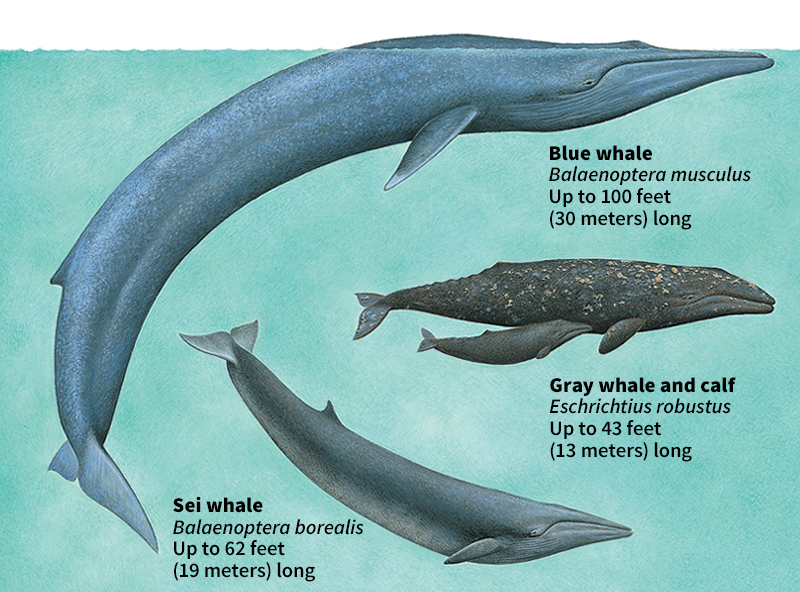 Some baleen whales