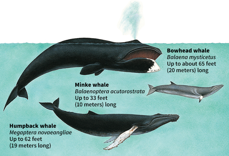 Some baleen whales