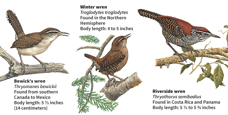 Some kinds of wrens