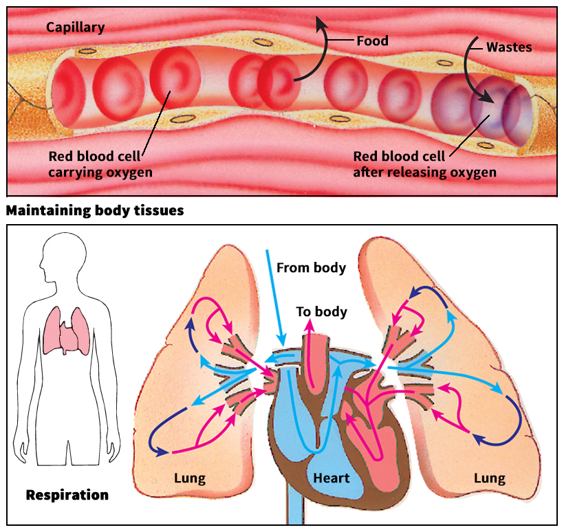 Some functions of the circulatory system