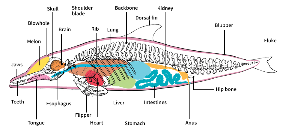 Body of a short-beaked common dolphin