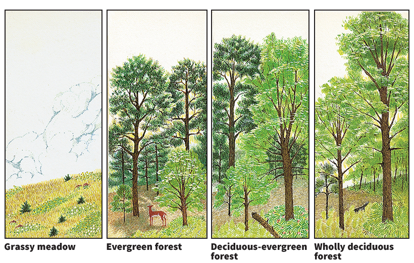 How a forest develops