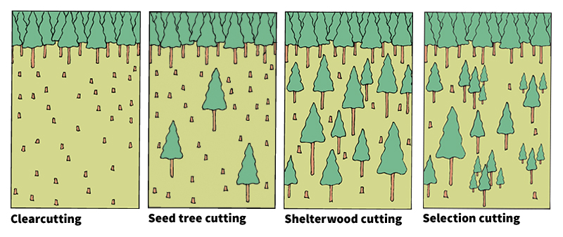 How timber is harvested