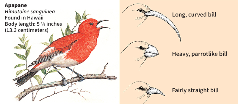 Hawaiian honeycreeper