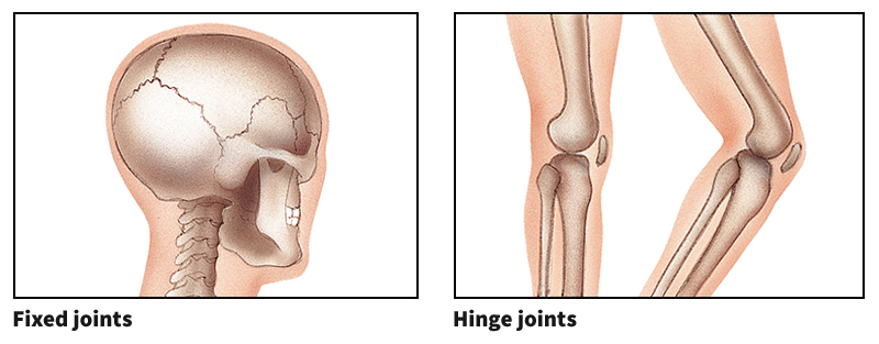 Main kinds of human joints