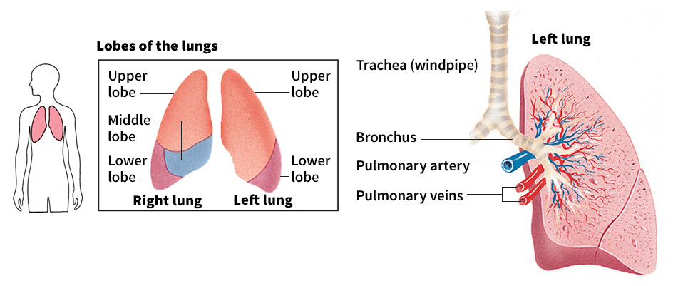 Parts of a human lung