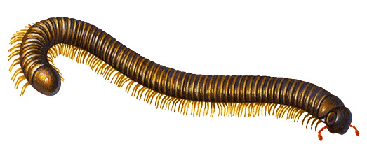 Millipede