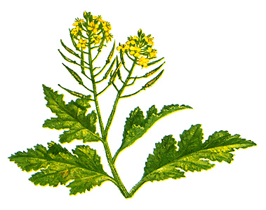 Mustard plant