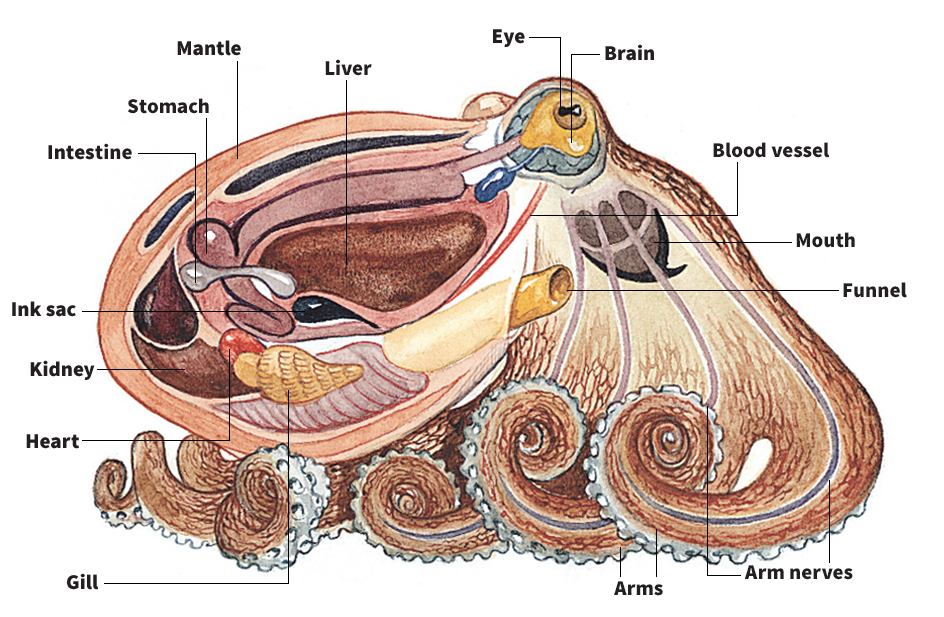 Body of an octopus