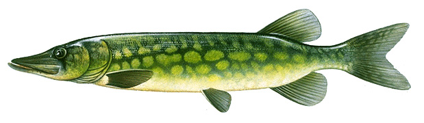 Chain pickerel