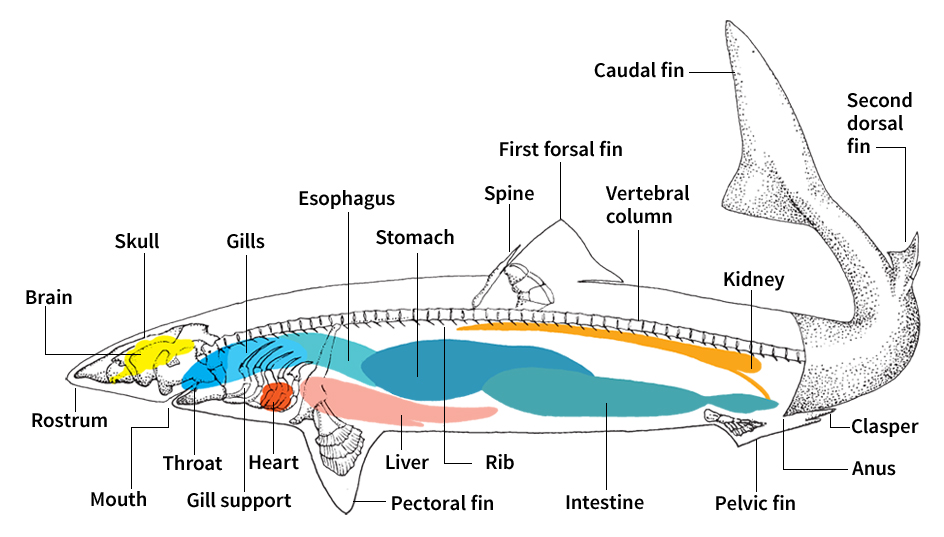 Body of a shark