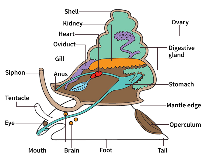 Body of a snail