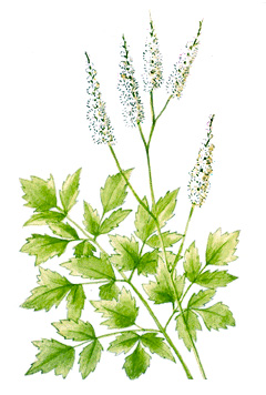 Snakeroot