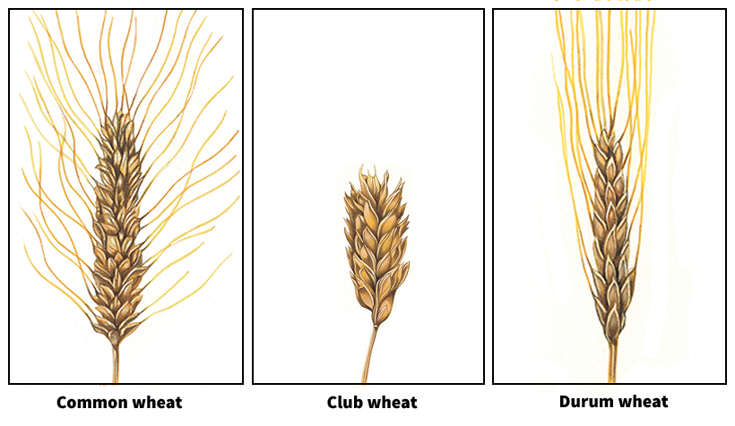 Some species of wheat