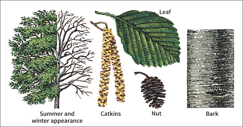 Speckled alder