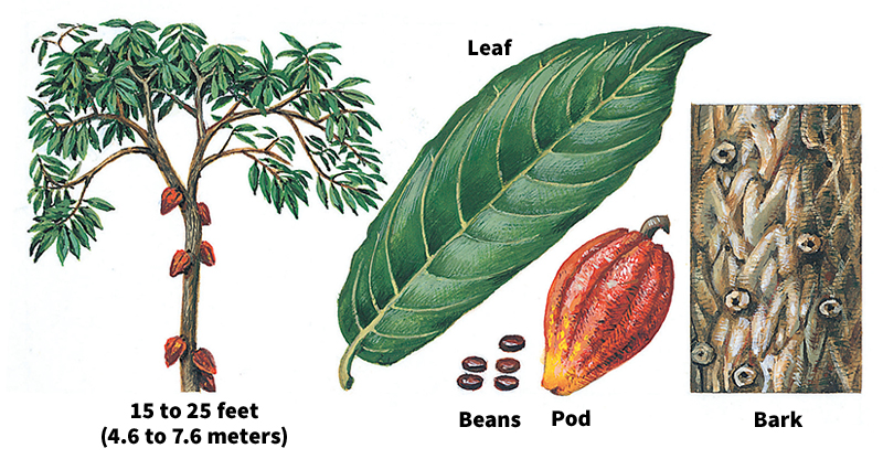 Cacao tree