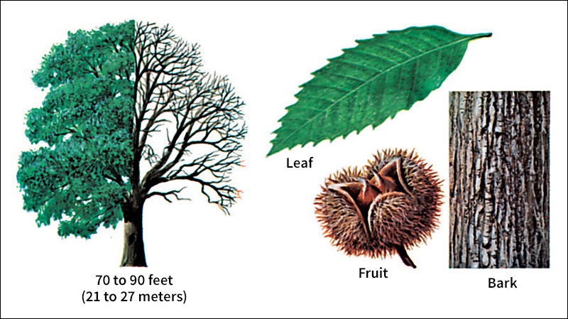 American chestnut