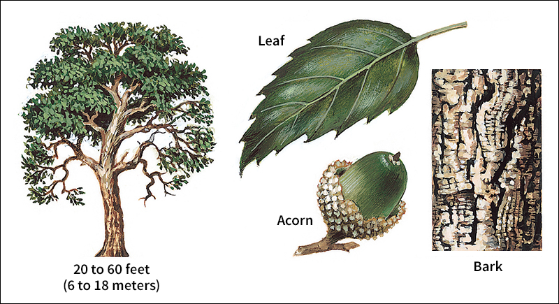 Cork oak tree