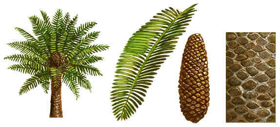 Cycad