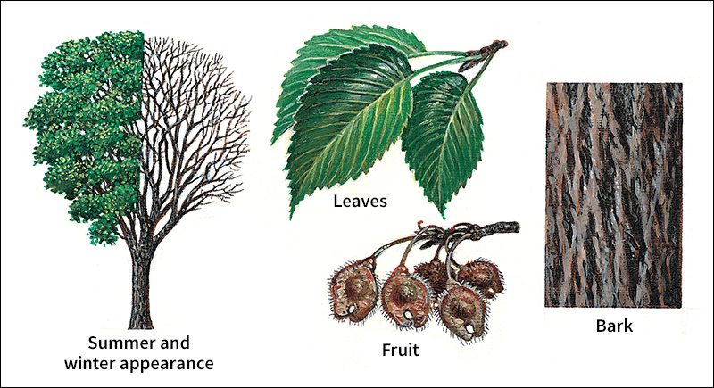 American elm