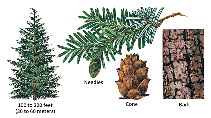 Western hemlock