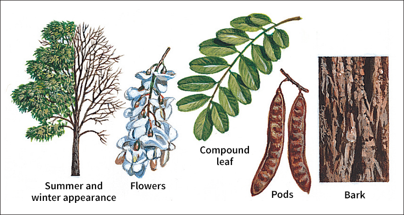 Black locust