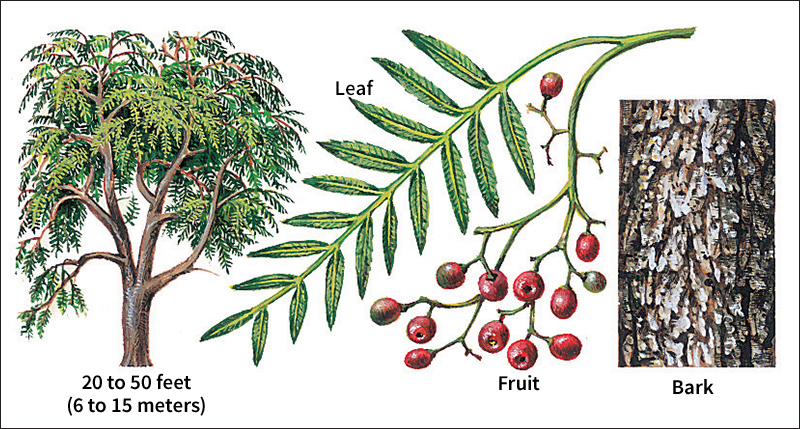 Peppertree