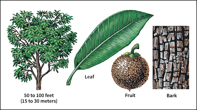 Sapodilla tree