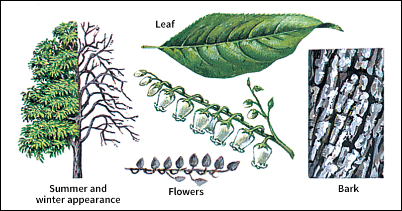 Sourwood