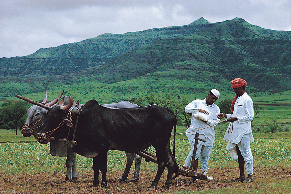 South Asian farmer