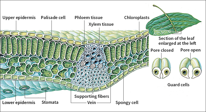 Inside a typical green leaf