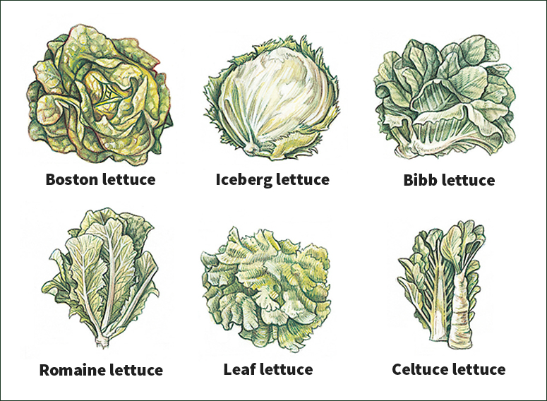 Kinds of lettuce