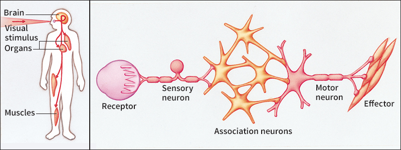 How the nervous system works