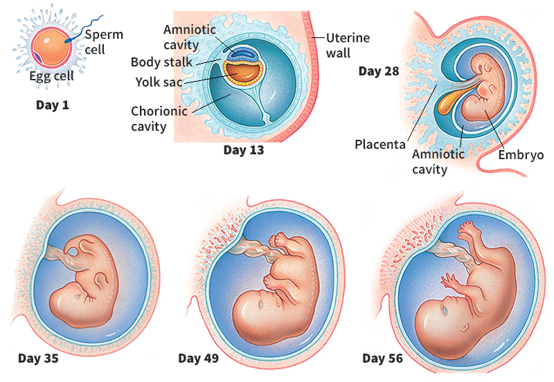 Development of a human embryo