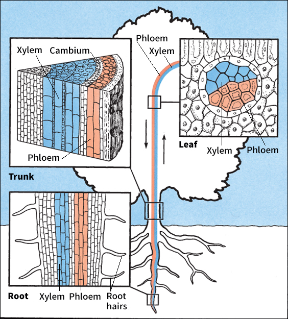 Vascular sap