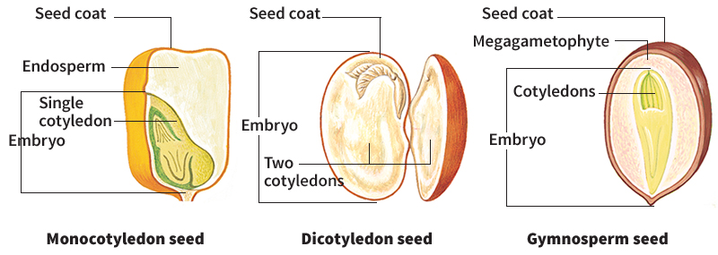 Parts of a seed