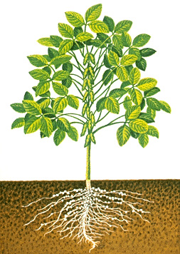 Soybean plant