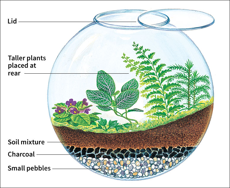 How to make a terrarium