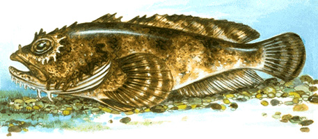 Toadfish