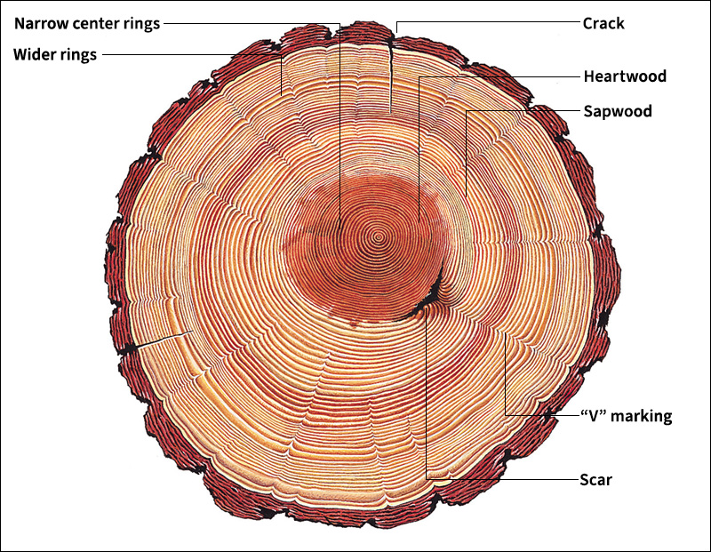 How a tree reveals its history