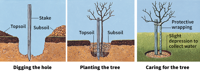 How to plant a tree