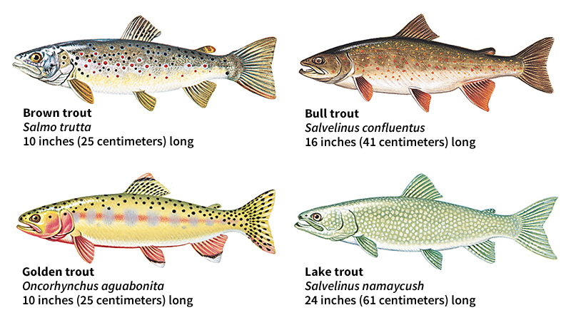 Some kinds of trout