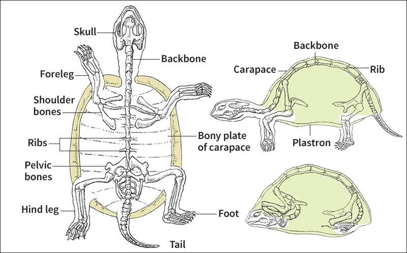 Skeleton of a land turtle