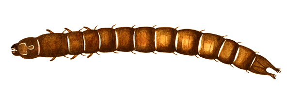 Wireworm