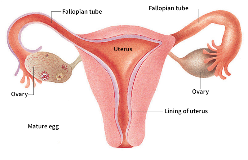 Parts of the female reproductive system