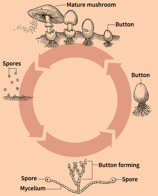 How mushrooms reproduce