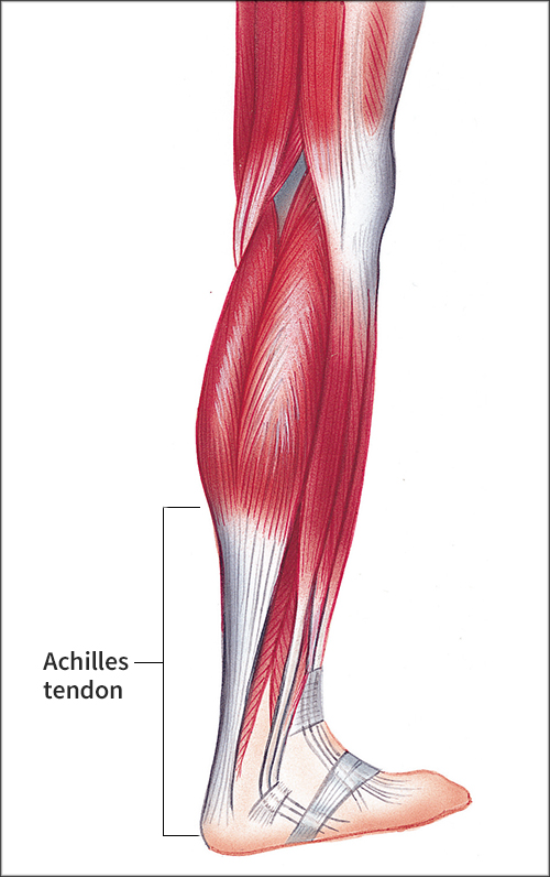 Achilles tendon