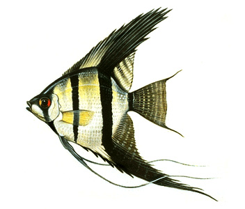 Freshwater angelfish