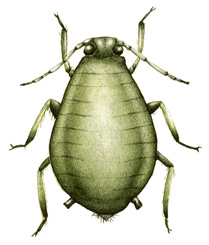 Aphid